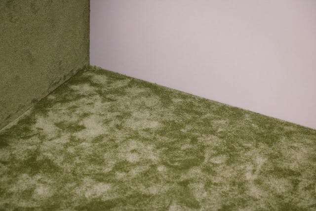 Close-up of green shag carpet meeting a pale wall in an empty room.