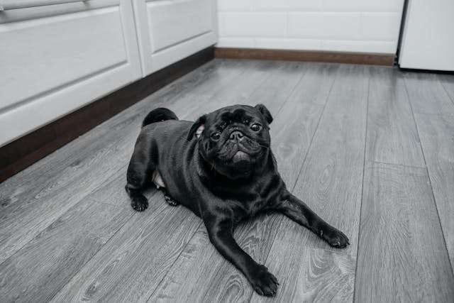A black pug lying on grey wood-look plank flooring.