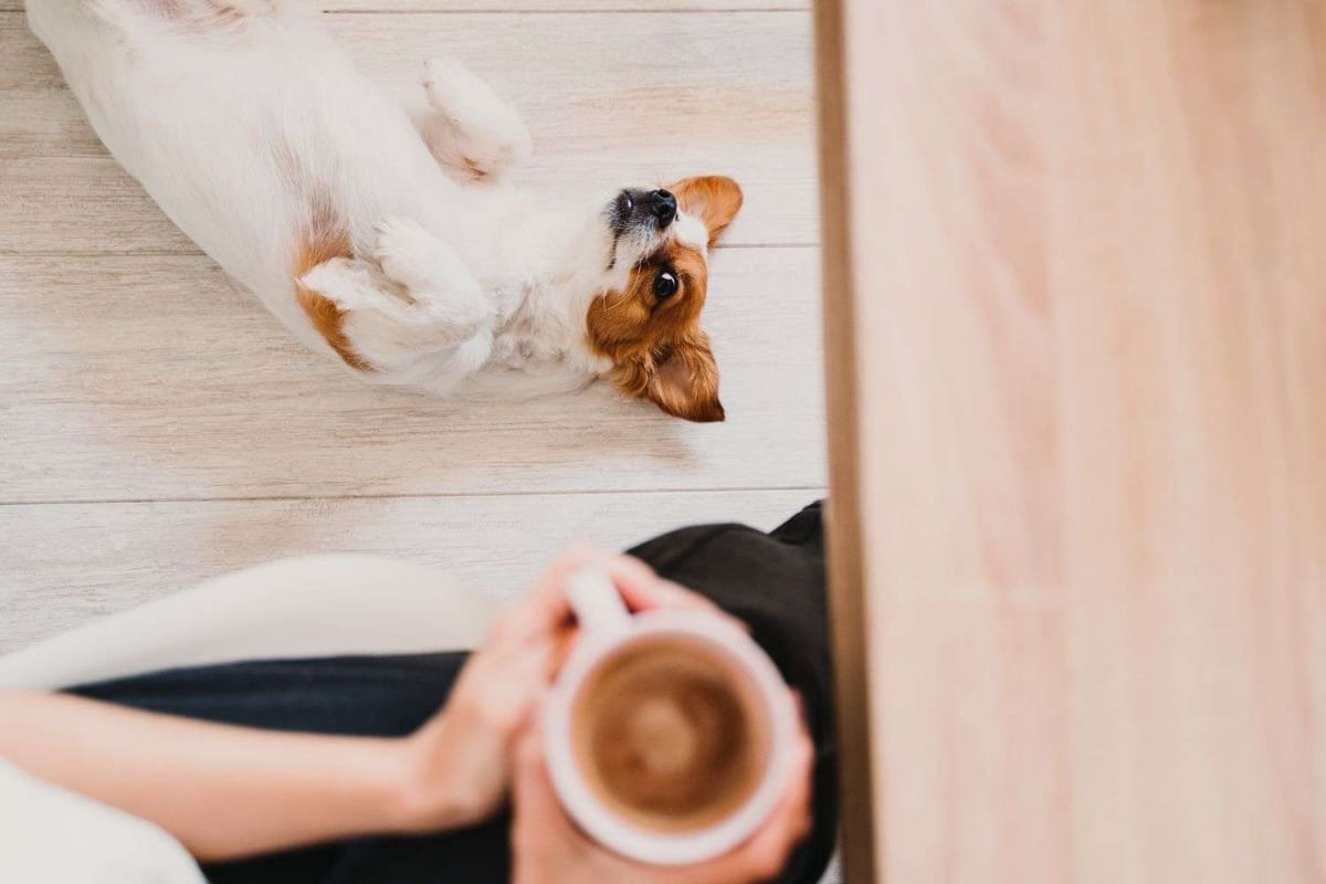 A small dog lying on light wood-look flooring beside a person holding a mug of coffee