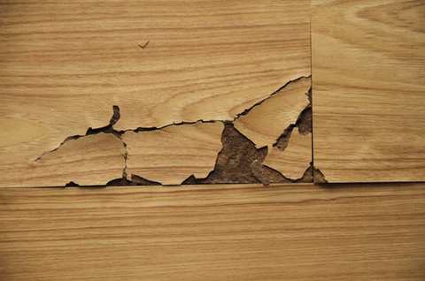 A damaged laminate floor with the top layer peeling and flaking away at a seam.