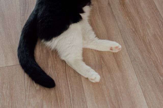 A black and white cat stretched out on pale grey-brown wood-look plank flooring, tail and paws in view.
