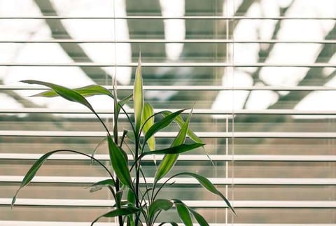 A bamboo plant in front of white horizontal window blinds.