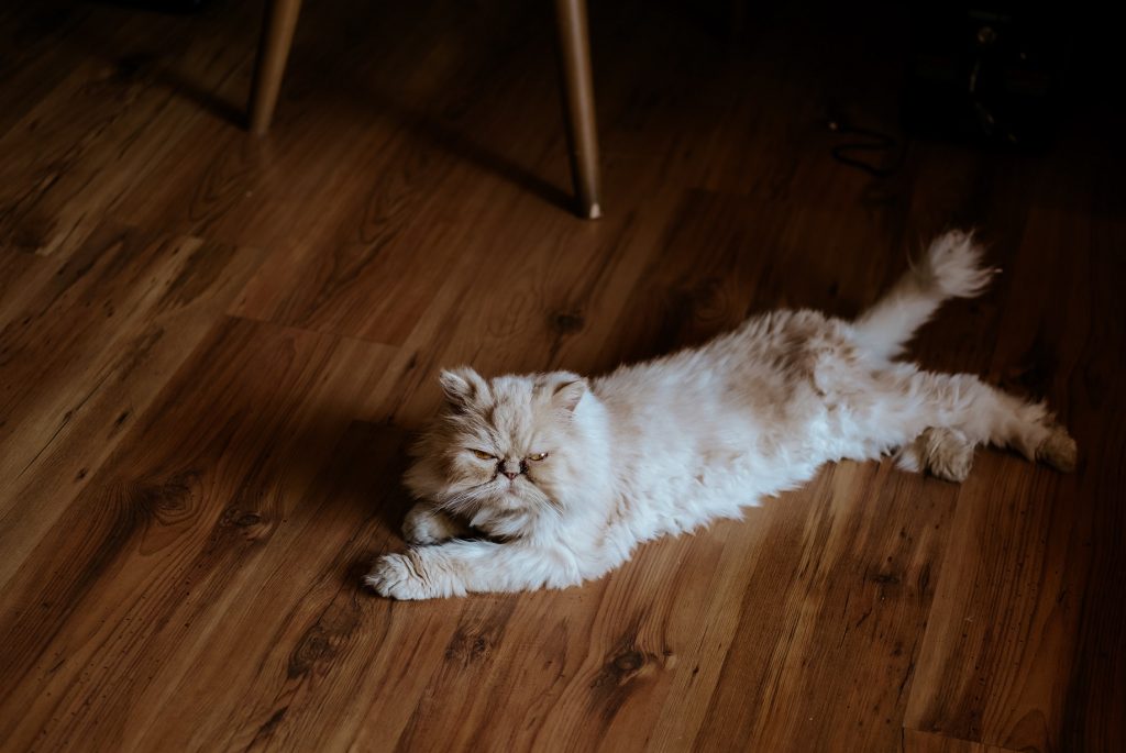 cat on hardwood floors